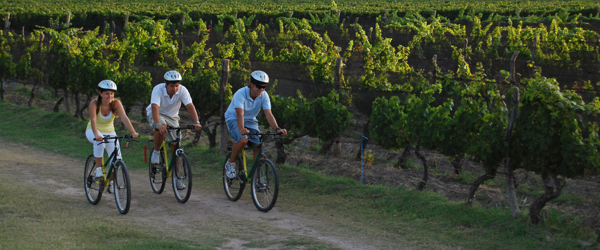 Mountain Bike through the Vineyards