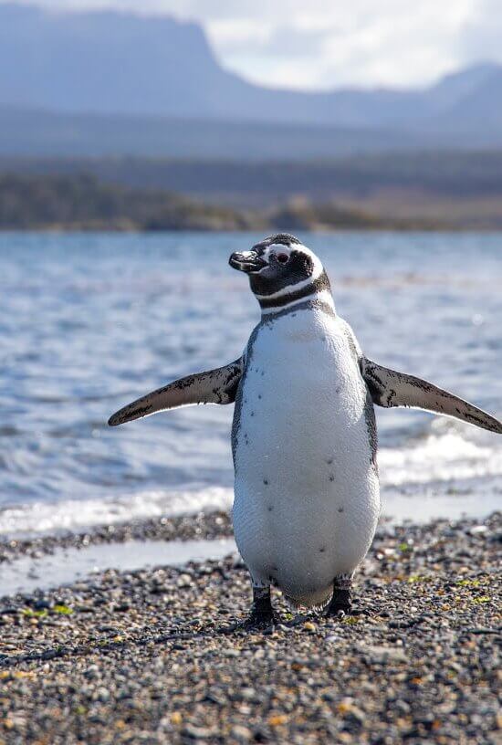 Penguins in Punta Tombo
