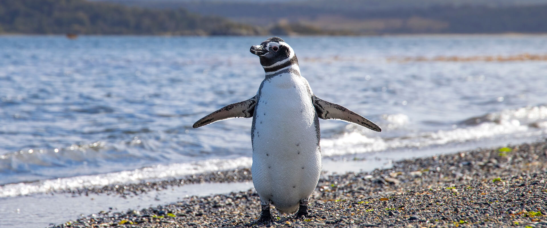 Penguins in Punta Tombo