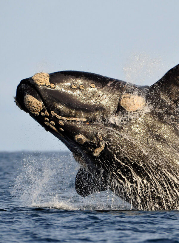 Full Day in Peninsula Valdes with Whale Watching