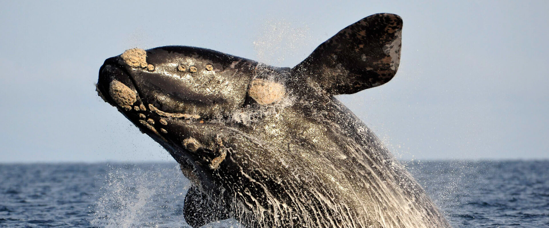 Full Day in Peninsula Valdes with Whale Watching