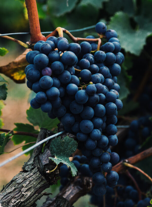 Wine Tour in Lujan de Cuyo