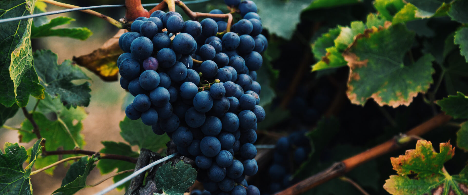 Wine Tour in Lujan de Cuyo